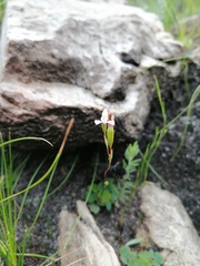 Disa obliqua