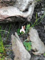 Disa obliqua