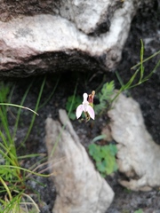 Disa obliqua