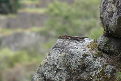 Stenocercus crassicaudatus