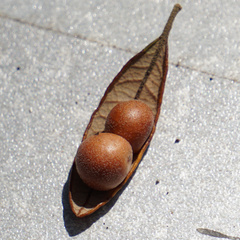 Belonocnema fossoria