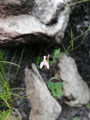 Disa obliqua