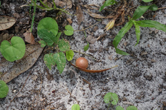 Belonocnema fossoria