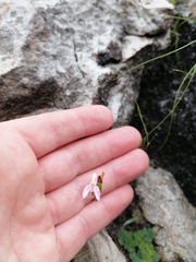 Disa obliqua