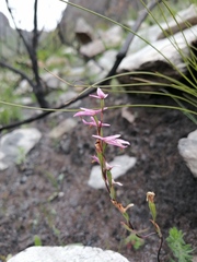 Disa obliqua