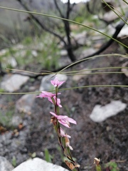 Disa obliqua