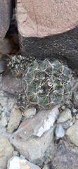 Coryphantha nickelsiae