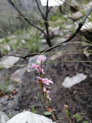 Disa obliqua