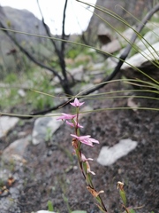 Disa obliqua