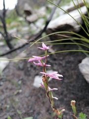 Disa obliqua