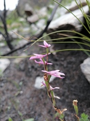 Disa obliqua