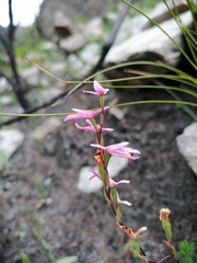 Disa obliqua