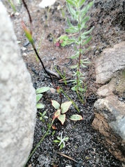 Disa obliqua