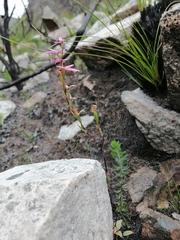 Disa obliqua