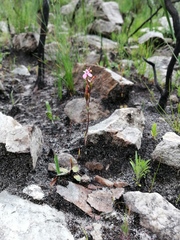 Disa obliqua