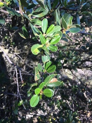 Ceanothus megacarpus insularis