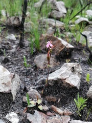 Disa obliqua