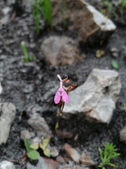 Disa obliqua