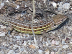 Psammodromus occidentalis