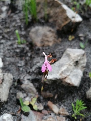 Disa obliqua