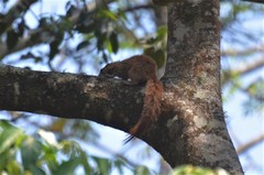 Heliosciurus mutabilis