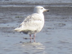 Larus glaucoides