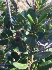 Ceanothus megacarpus insularis