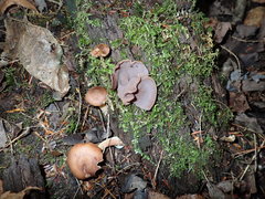 Peziza griseorosea