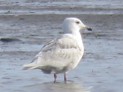 Larus glaucoides