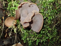 Peziza griseorosea
