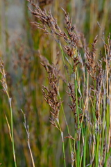 Restio gaudichaudianus