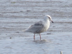 Larus glaucoides