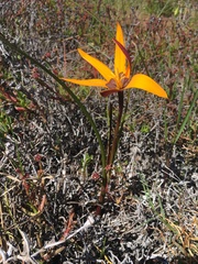 Pauridia canaliculata