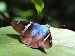 Astraptes fulgerator azul