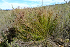 Restio gaudichaudianus