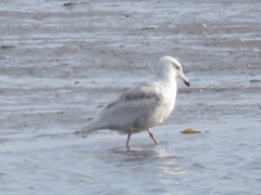 Larus glaucoides