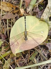 Diplacodes trivialis