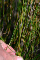 Restio gaudichaudianus