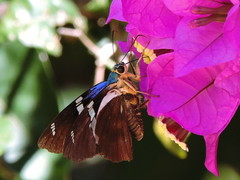 Astraptes fulgerator azul