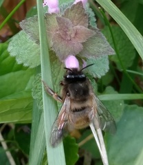 Anthophora villosula