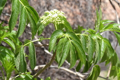 Sambucus peruviana