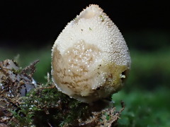 Bryoperdon acuminatum