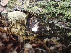 Bryoperdon acuminatum