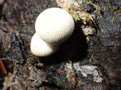 Bryoperdon acuminatum