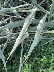 Phragmites australis