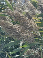 Phragmites australis