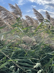 Phragmites australis