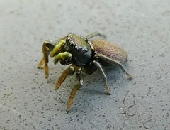 Heliophanus