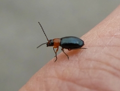 Chrysomelidae