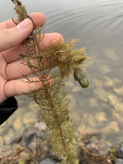 Myriophyllum triphyllum